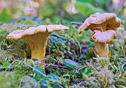 Cantharellus cibarius